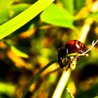 Südliche Glanz-Krabbenspinne