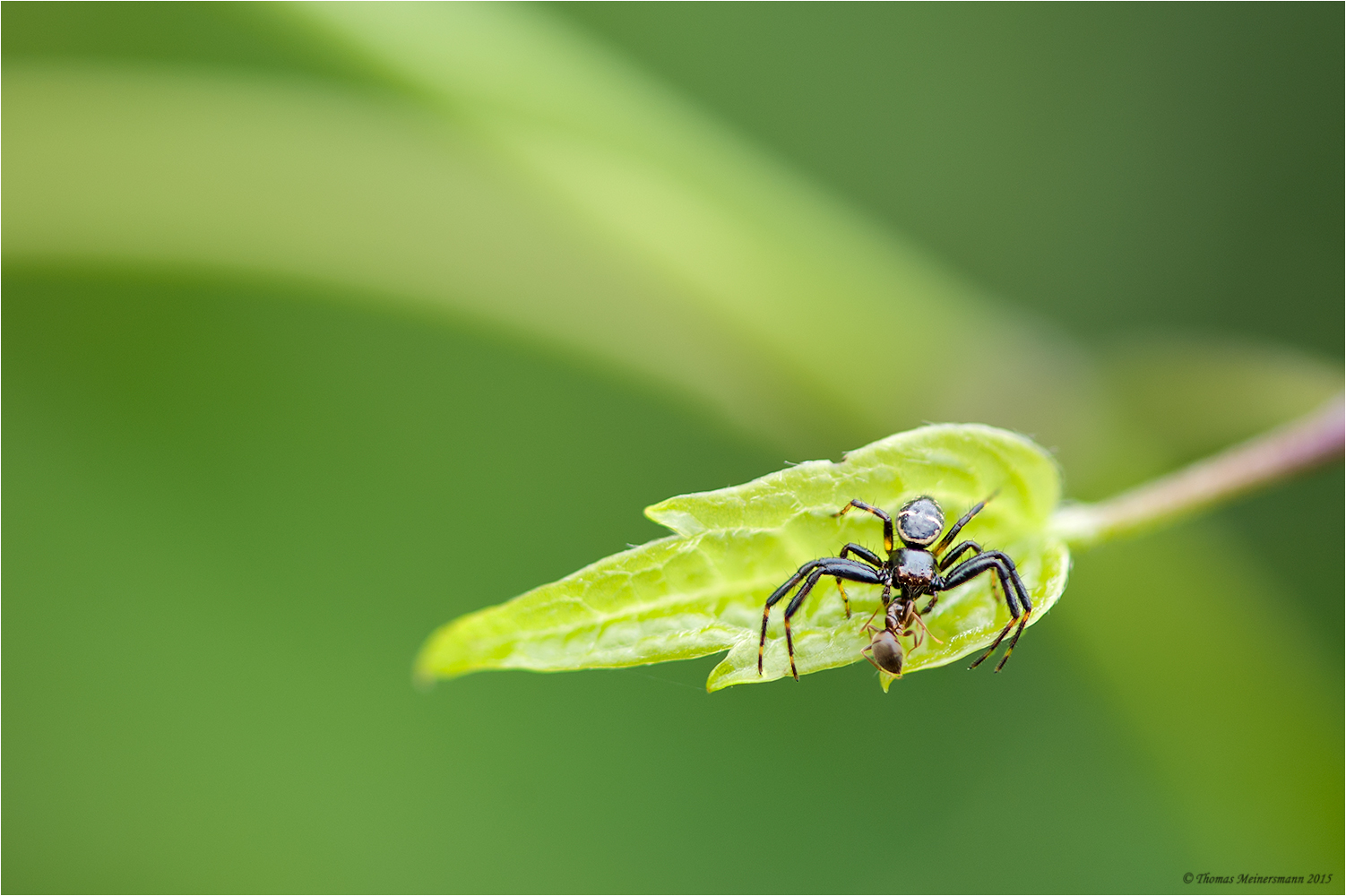 südliche Glanz-Krabbenspinne??