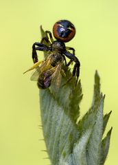 Südliche Glanz-Krabbenspinne