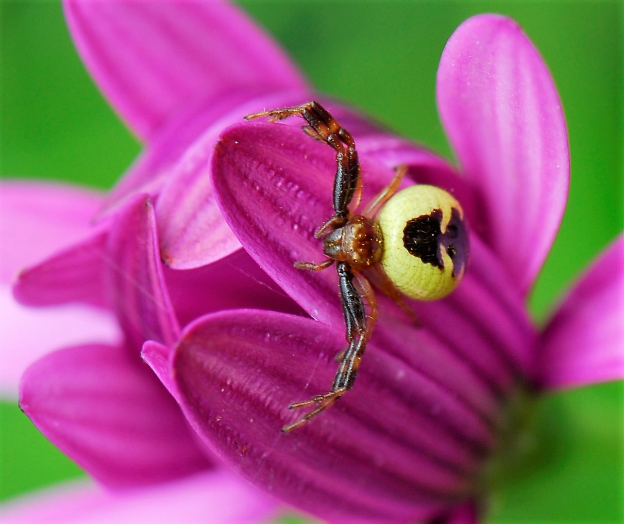 Südliche Glanz Krabbenspinne