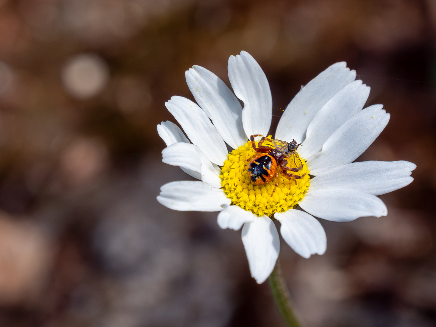 Südliche Glanz-Krabbenspinne mit Beute