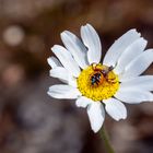 Südliche Glanz-Krabbenspinne mit Beute