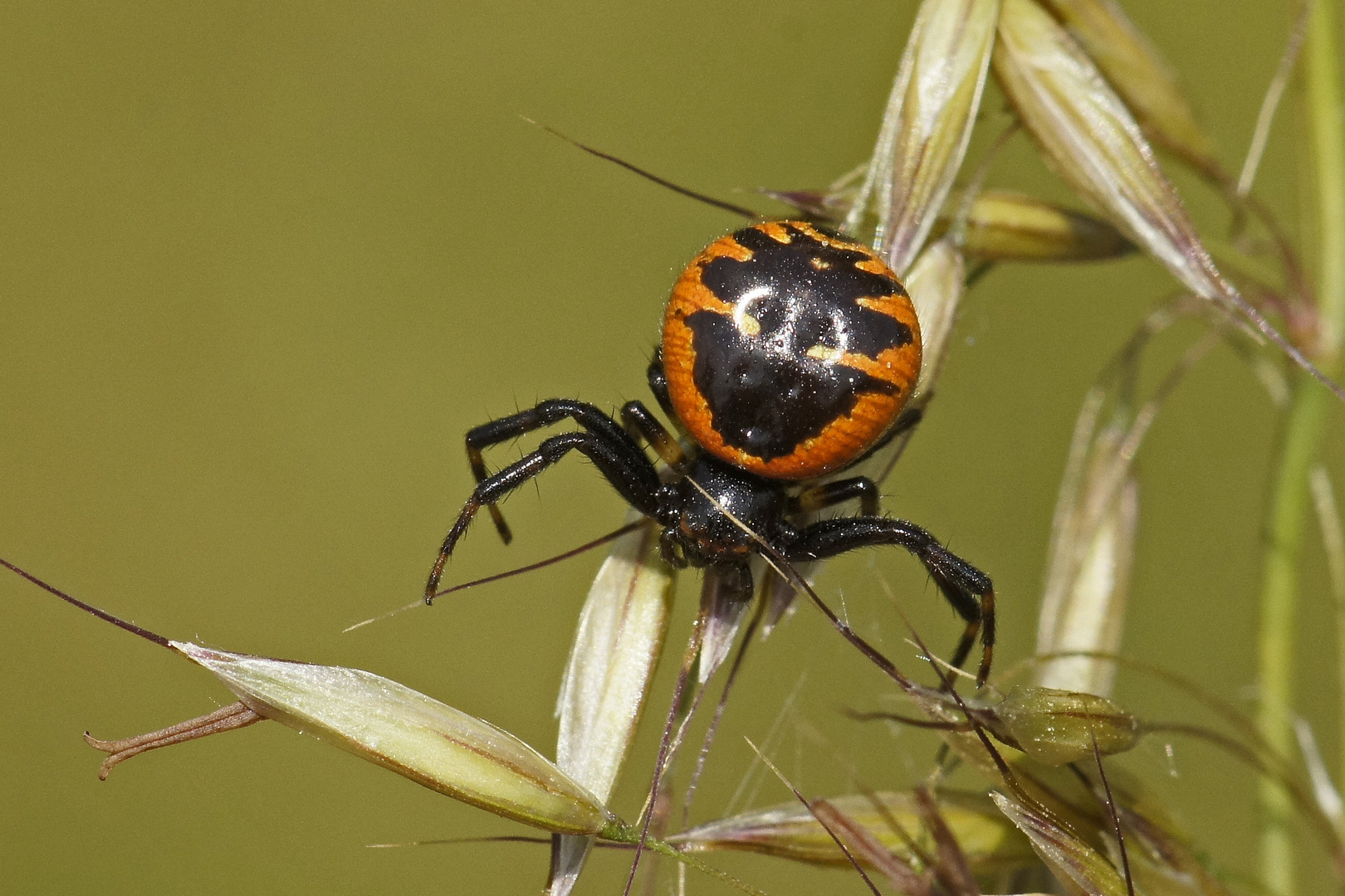 Südliche Glanz-Krabbenspinne (Synaema globosum)