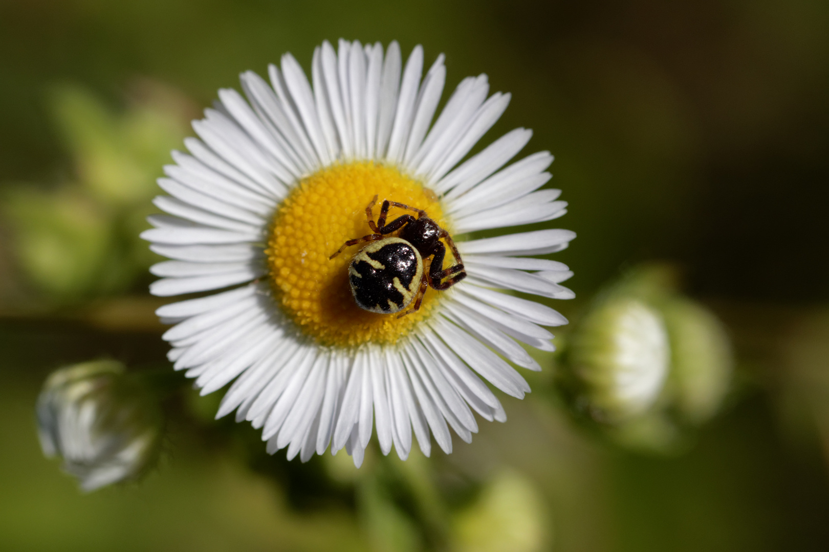 Südliche Glanz-Krabbenspinne (Synaema globosum)