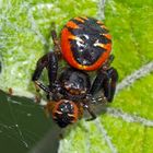 Südliche Glanz-Krabbenspinne (Synema globosum) - Araignée Napoléon (Thomise Napoléon).