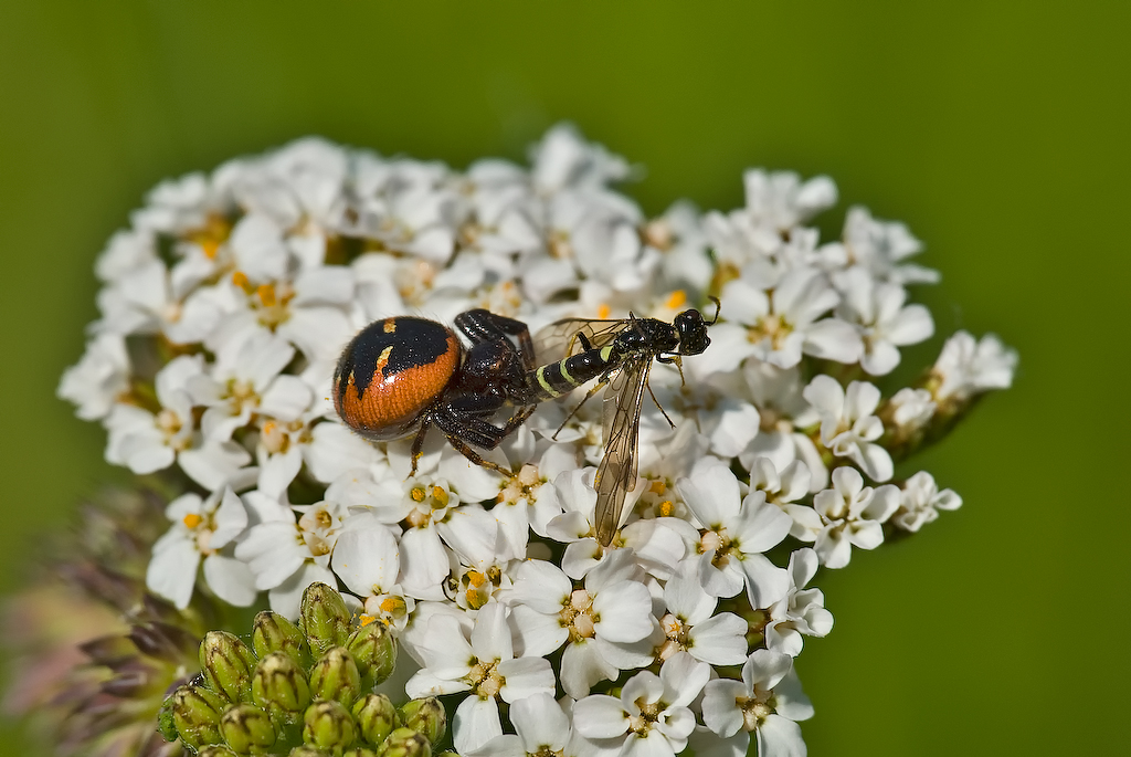 Südliche Glanzkrabbenspinne