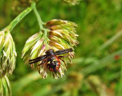 Südliche Glanzkrabbenspinne