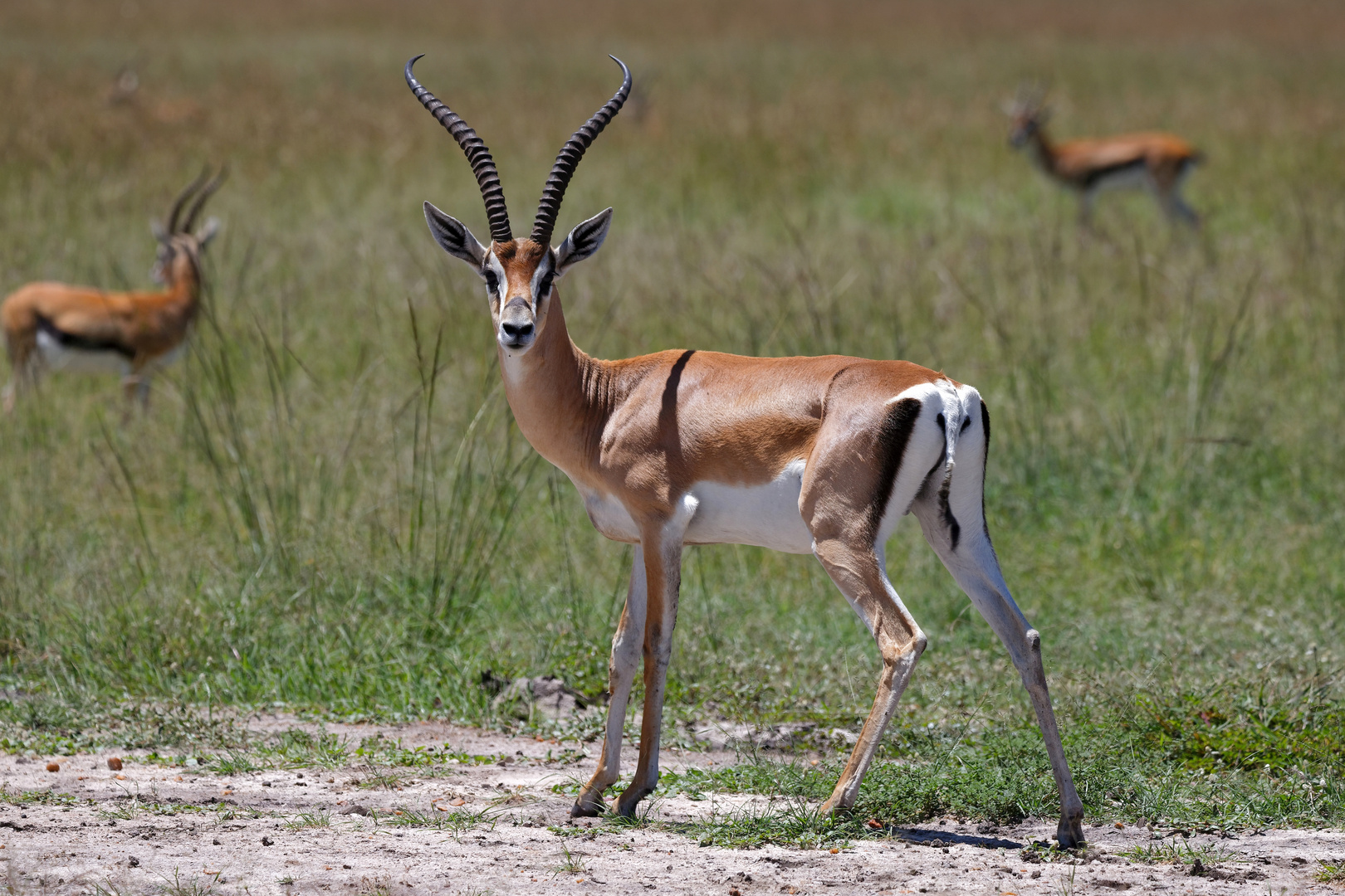 Südliche Grant Gazelle