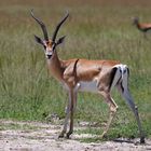 Südliche Grant Gazelle