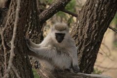 Südliche Grünmeerkatze (Chlorocebus pygerythrus)