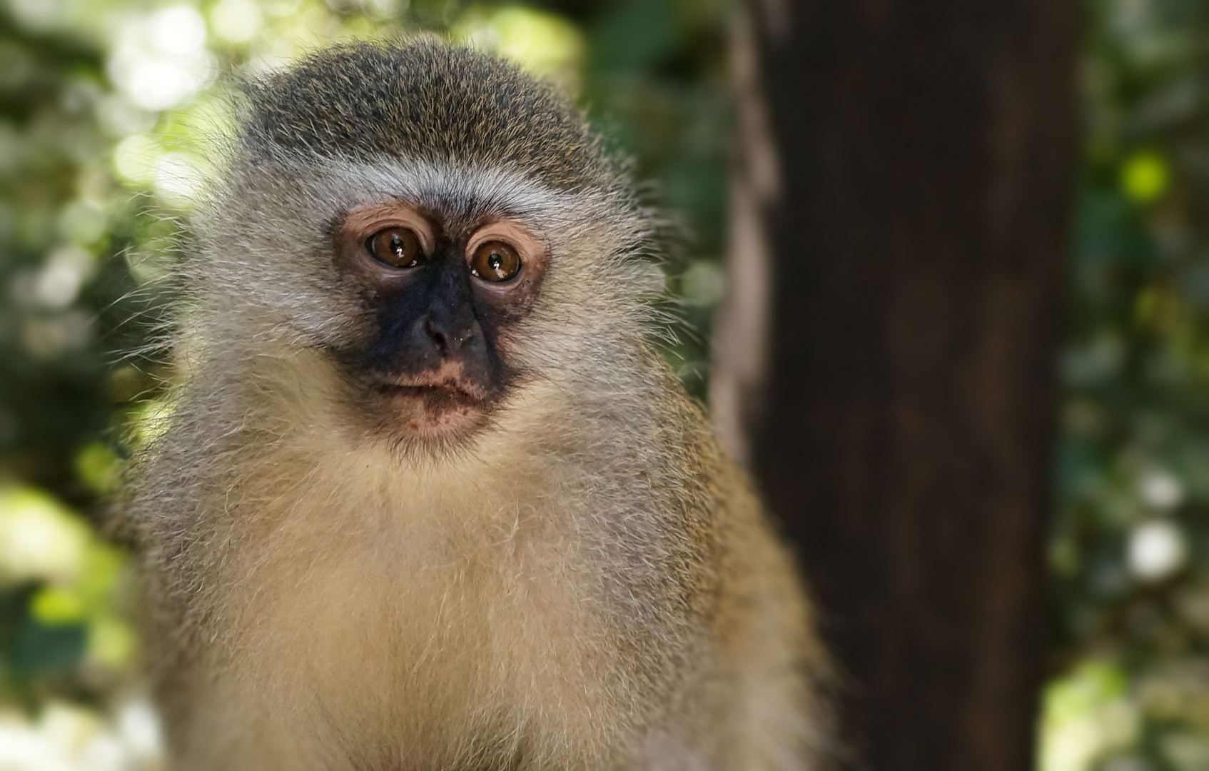 Südliche Grünmeerkatze (Chlorocebus pygerythrus)