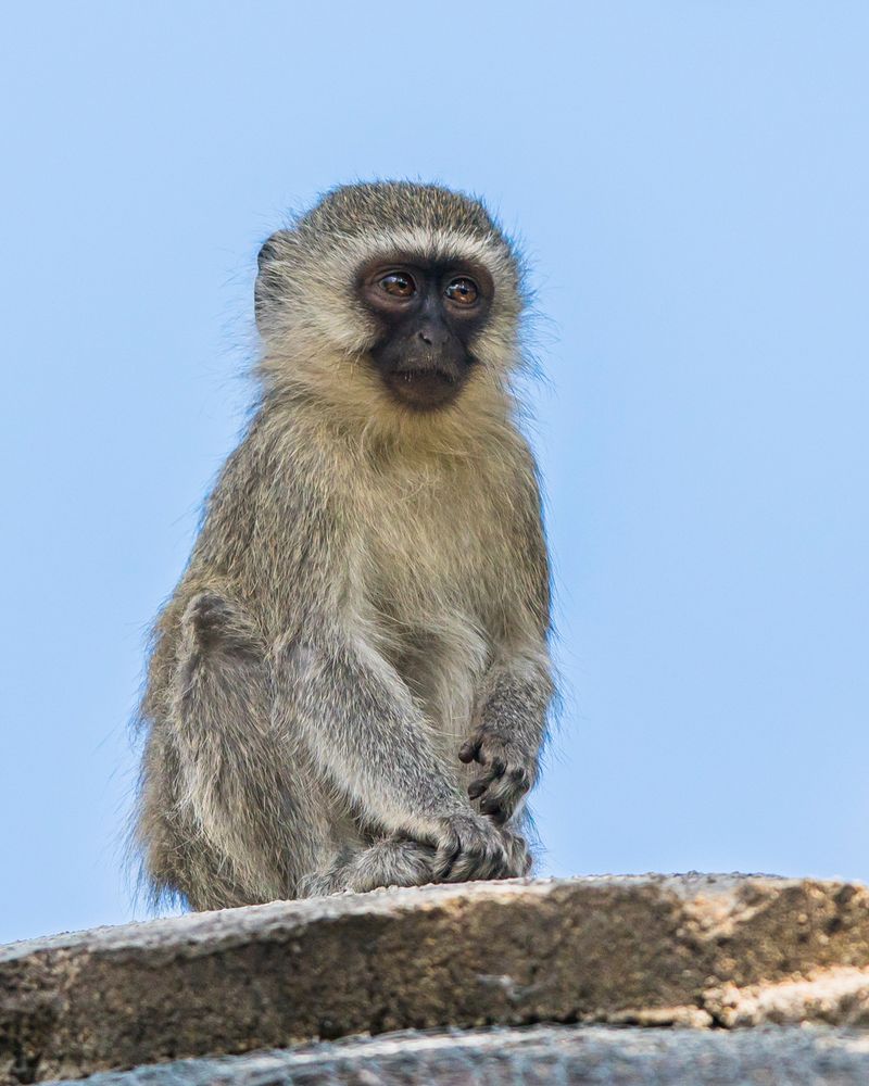 Südliche Grünmeerkatze - I