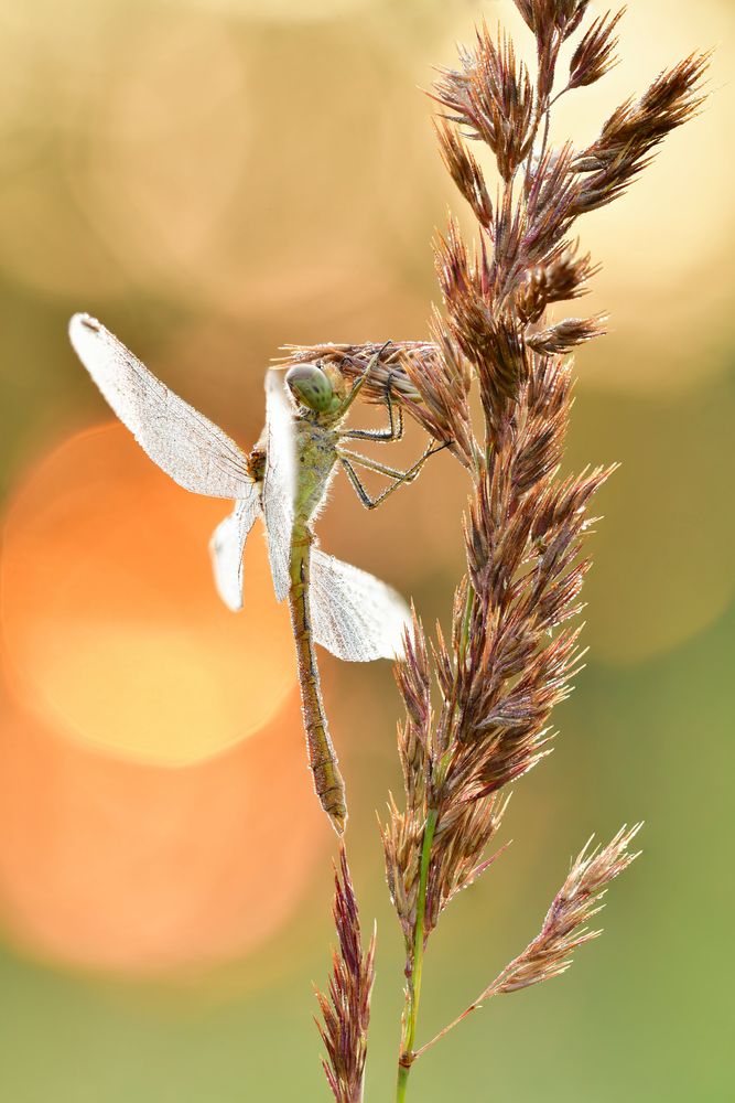 südliche Heidelibelle #6