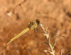 Südliche Heidelibelle auf Kreta