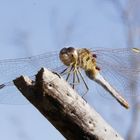 Südliche Heidelibelle mit Milbenbefall