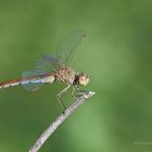 Südliche Heidelibelle – Sympetrum meridionale