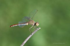 Südliche Heidelibelle – Sympetrum meridionale