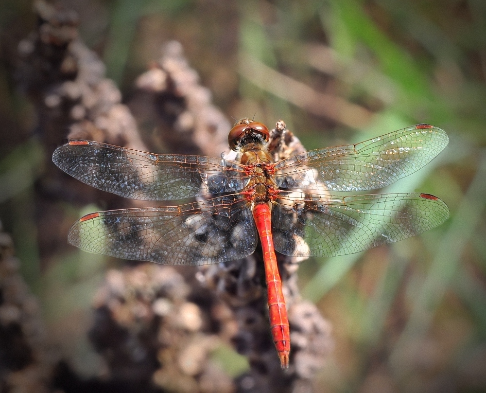 Südliche Heidelibelle (Sympetrum meridionale)......