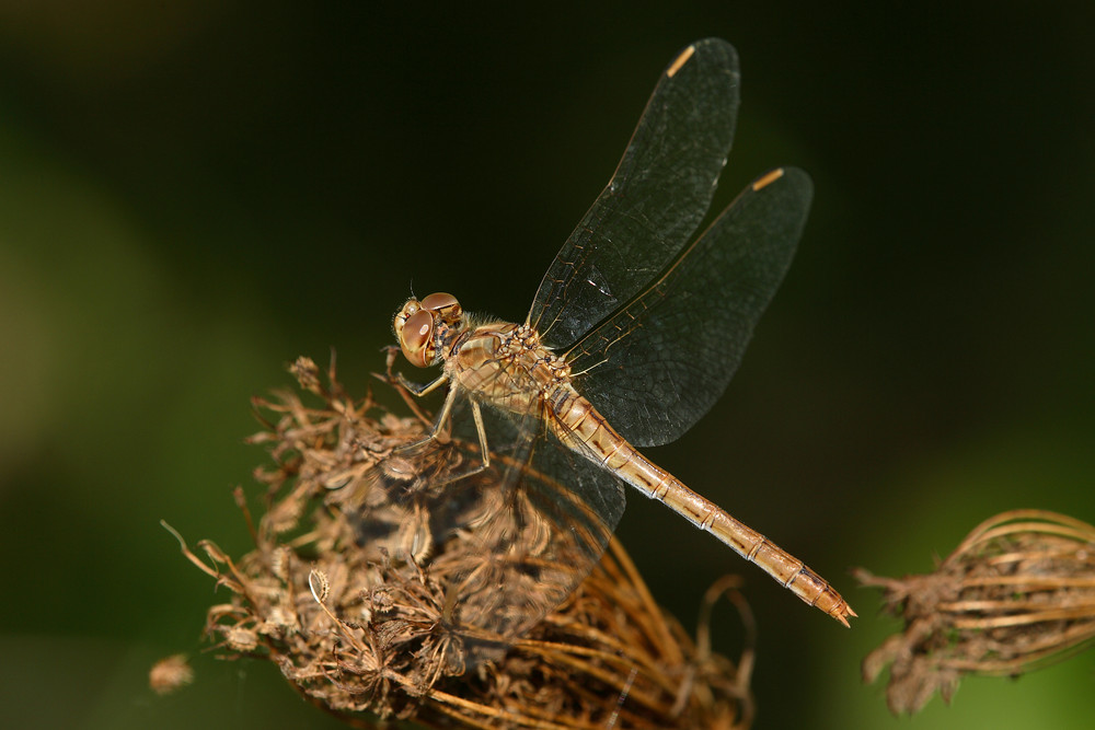 Südliche Heidelibelle (Sympetrum meridionale)