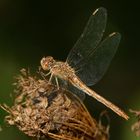 Südliche Heidelibelle (Sympetrum meridionale)