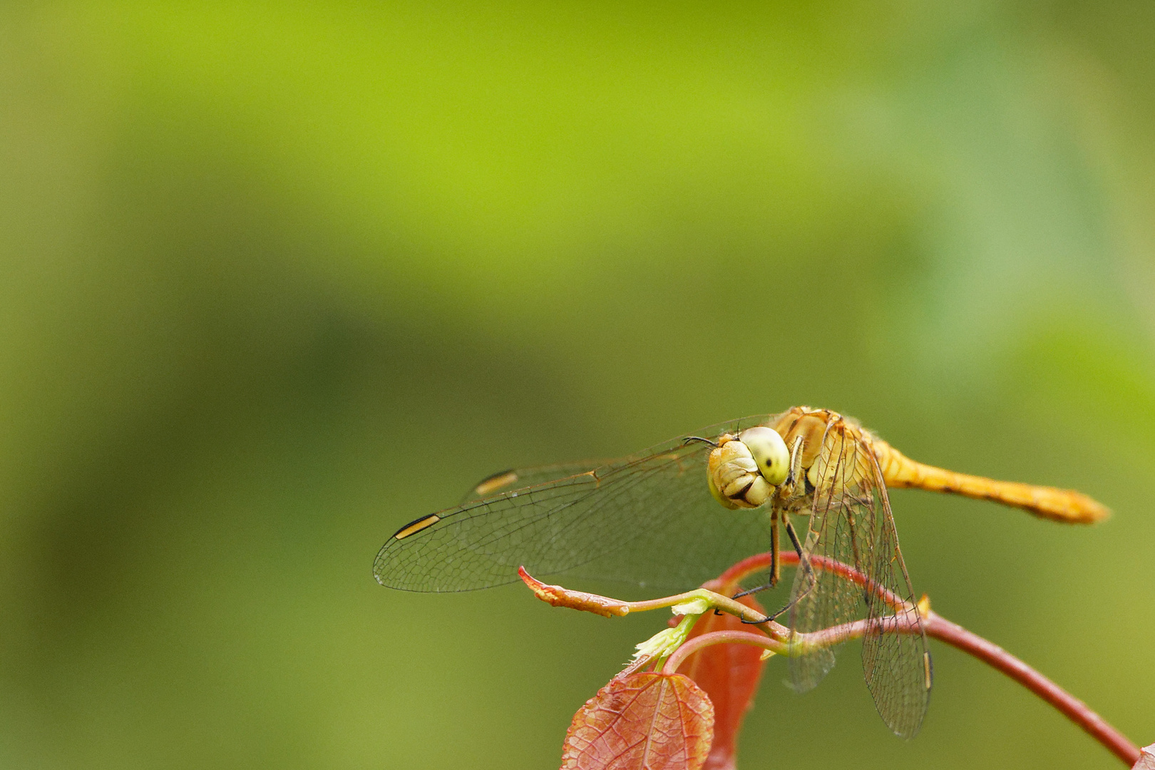 südliche Heidelibelle (Sympetrum meridionale)