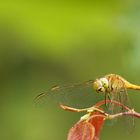 südliche Heidelibelle (Sympetrum meridionale)