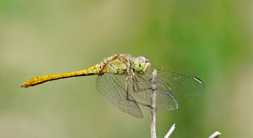 Südliche Heidelibelle (Sympetrum meridionale)