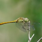 Südliche Heidelibelle (Sympetrum meridionale)