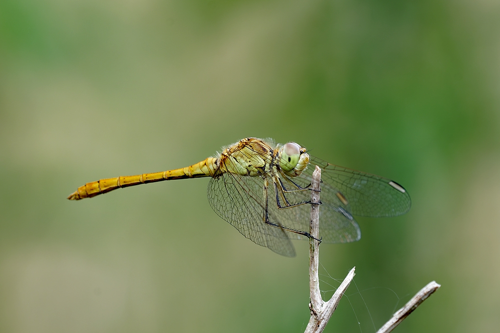 Südliche Heidelibelle (Sympetrum meridionale)