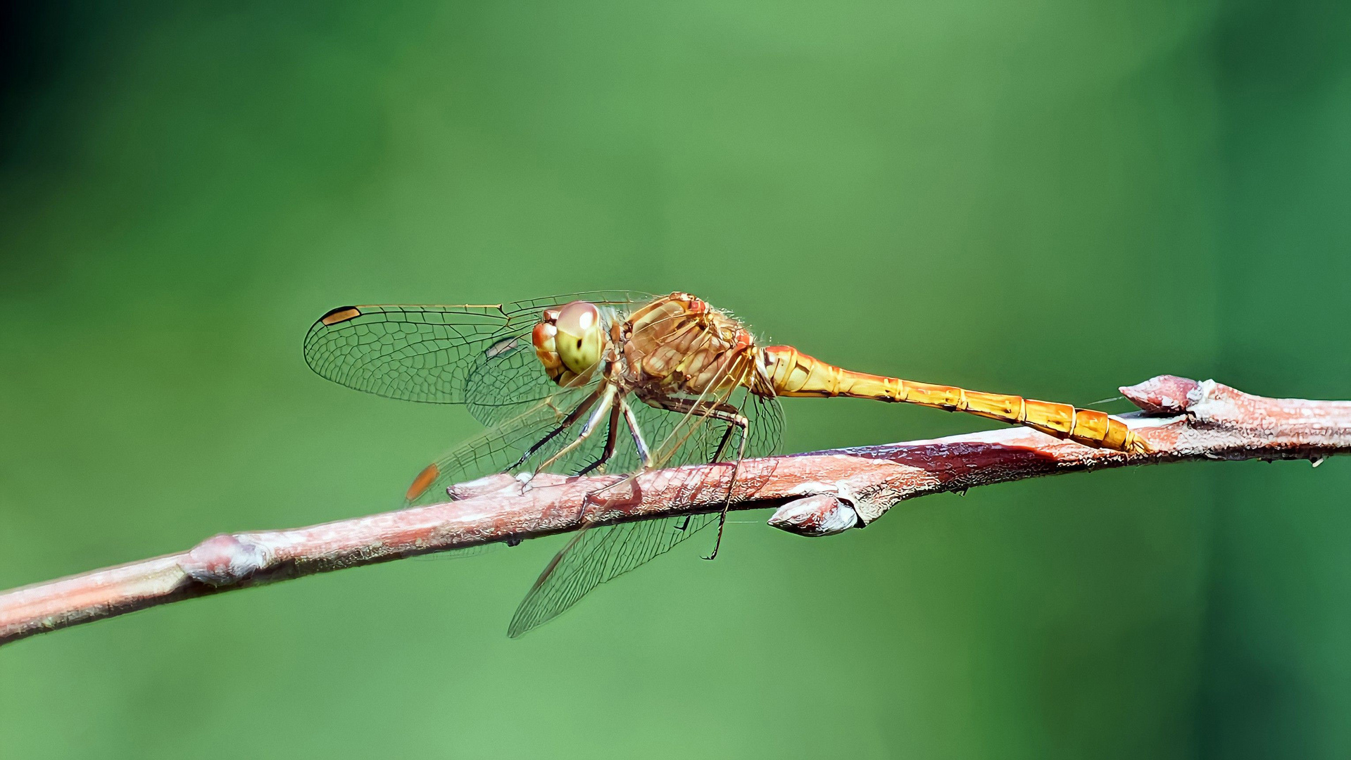 Südliche Heidelibelle – Sympetrum meridionale !