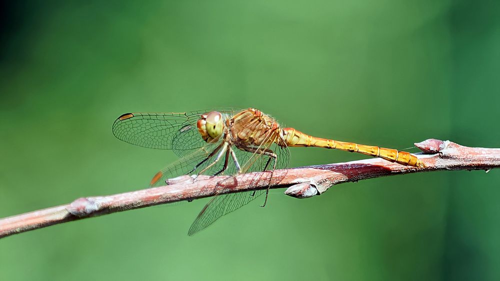 Südliche Heidelibelle – Sympetrum meridionale !