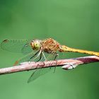 Südliche Heidelibelle – Sympetrum meridionale !