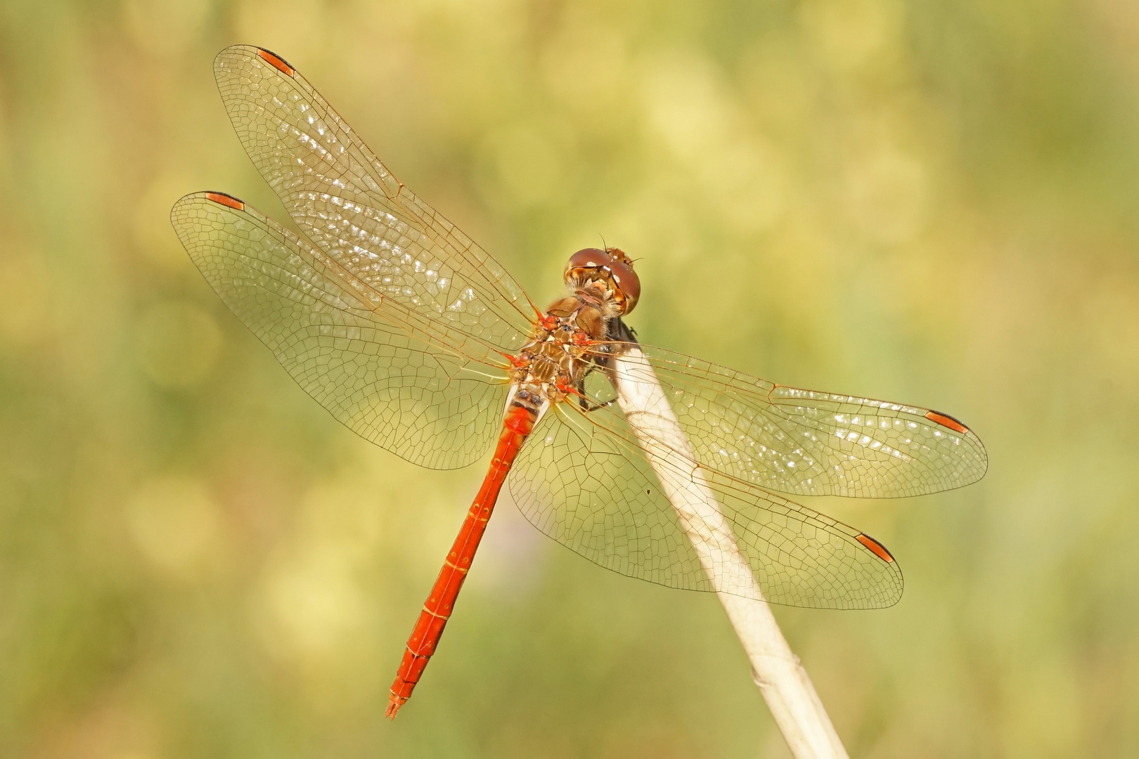 Südliche Heidelibelle (Sympetrum meridionale), Männchen