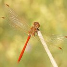 Südliche Heidelibelle (Sympetrum meridionale), Männchen