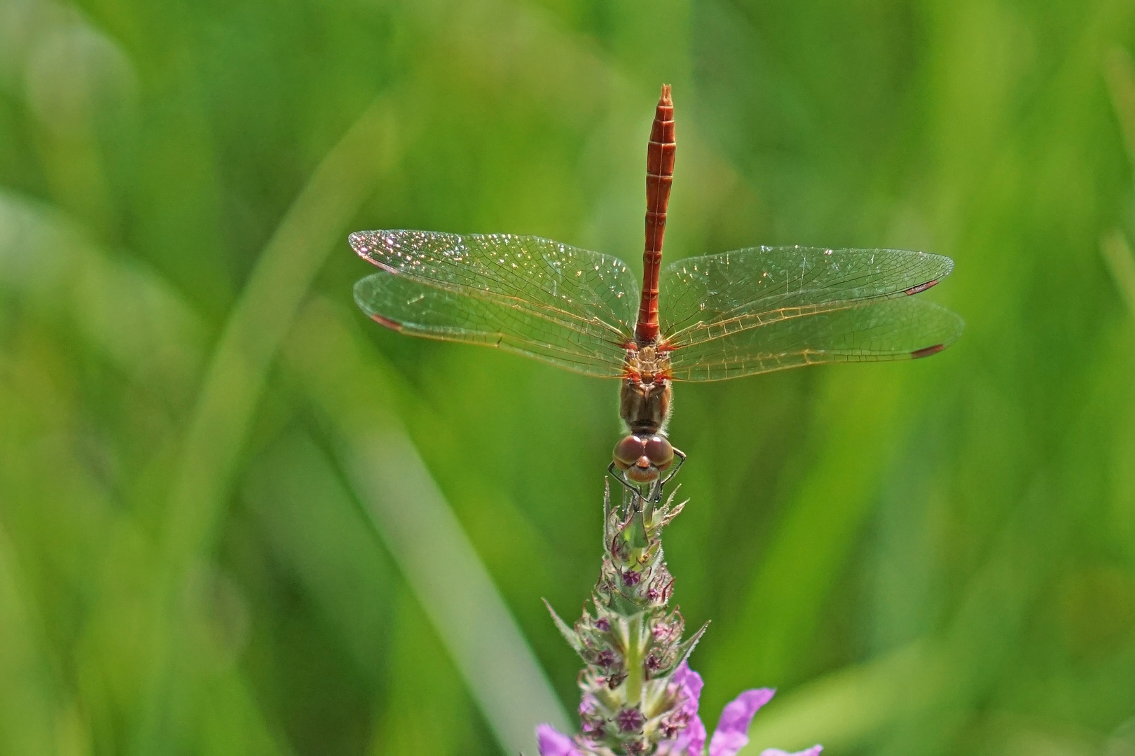 Südliche Heidelibelle (Sympetrum meridionale), Männchen