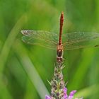 Südliche Heidelibelle (Sympetrum meridionale), Männchen