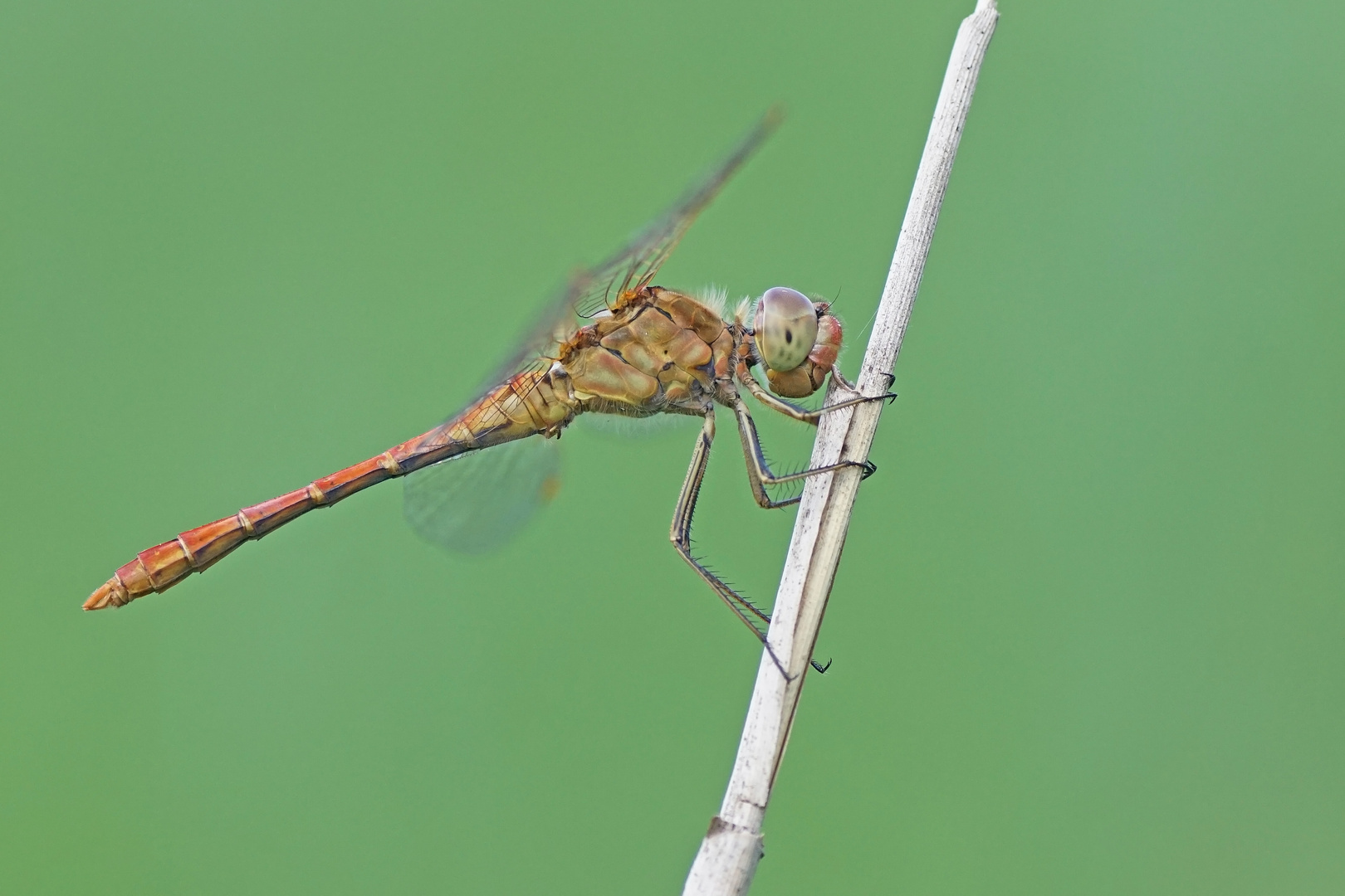 Südliche Heidelibelle (Sympetrum meridionale), Männchen