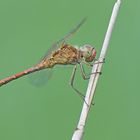 Südliche Heidelibelle (Sympetrum meridionale), Männchen