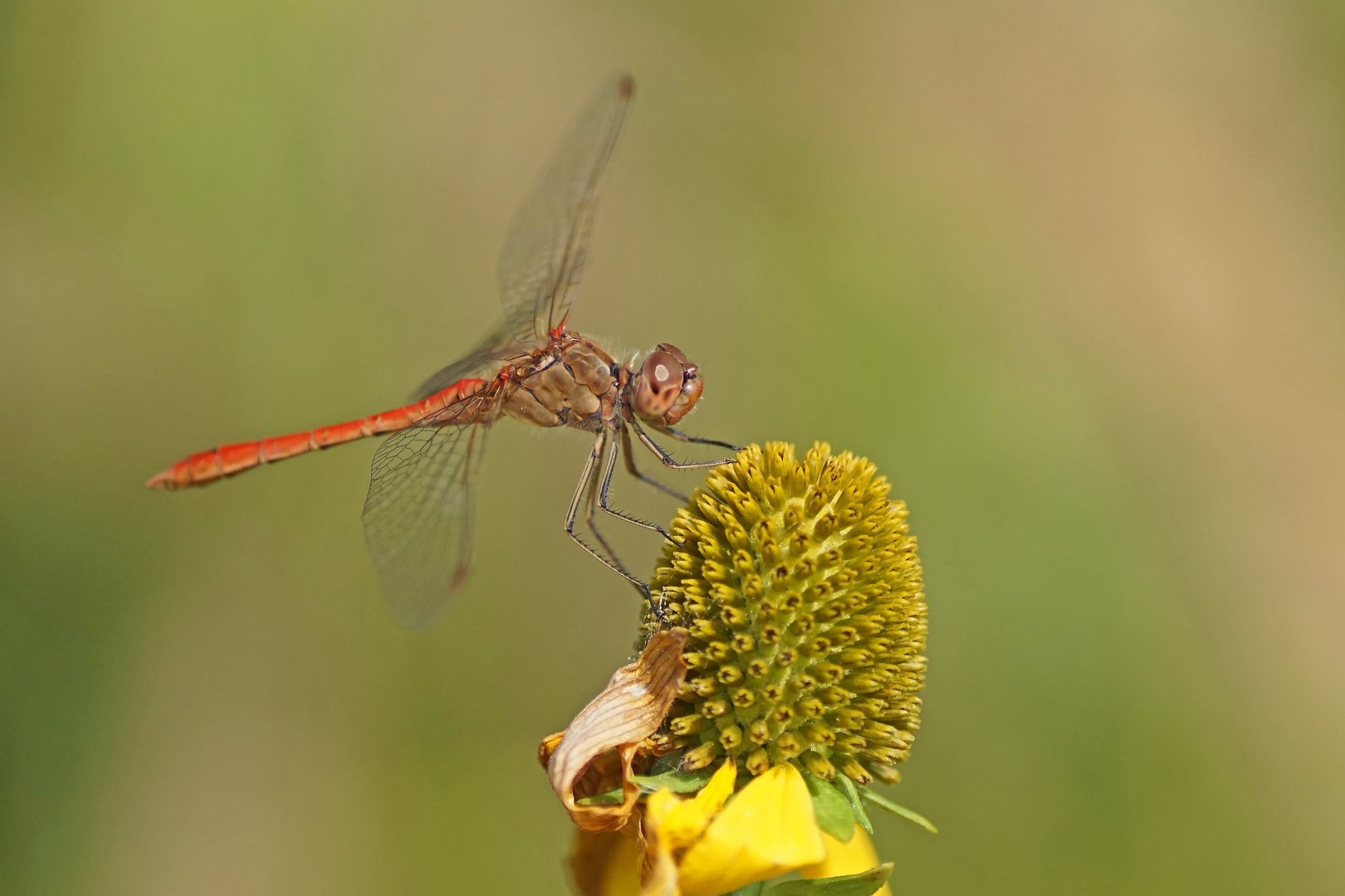 Südliche Heidelibelle (Sympetrum meridionale), Männchen