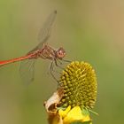 Südliche Heidelibelle (Sympetrum meridionale), Männchen