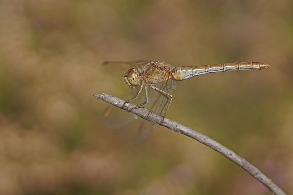 Südliche Heidelibelle (Sympetrum meridionale), Weibchen