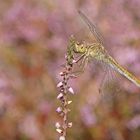 Südliche Heidelibelle (Sympetrum meridionale), Weibchen