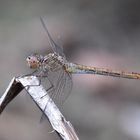 Südliche Heidelibelle (Sympetrum meridionale) Weibchen