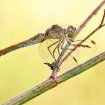 Südliche Heidelibelle, Weibchen