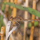 Südliche Heidelibelle Weibchen