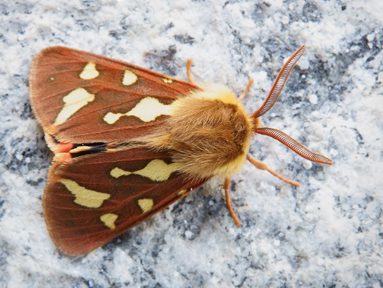 Südliche Hofdame (Hyphoraia testudinaria) #2