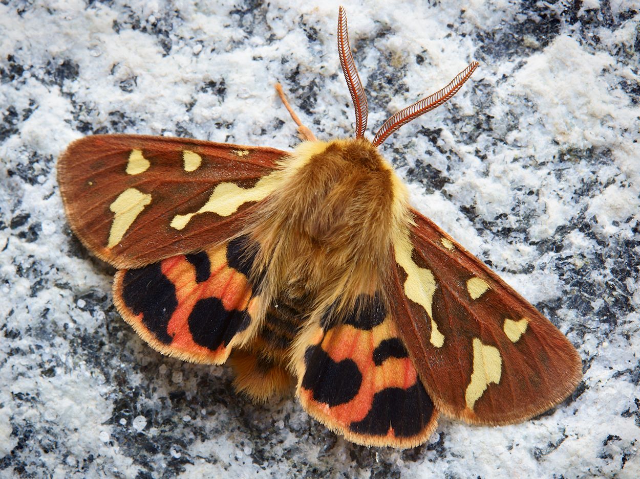 Südliche Hofdame (Hyphoraia testudinaria)