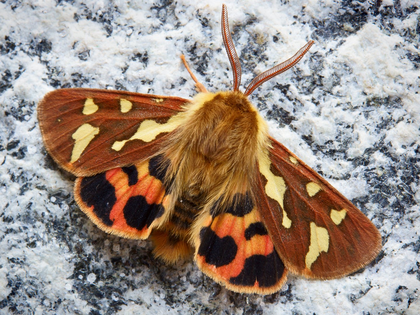 Südliche Hofdame (Hyphoraia testudinaria)