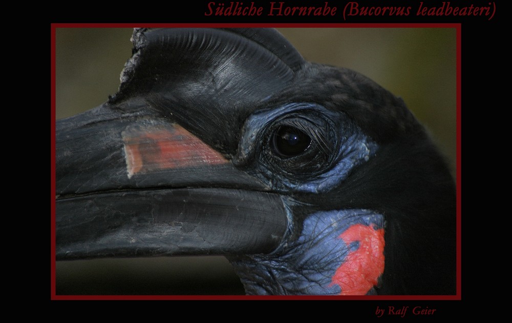 Südliche Hornrabe (Bucorvus leadbeateri