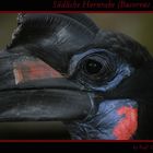 Südliche Hornrabe (Bucorvus leadbeateri